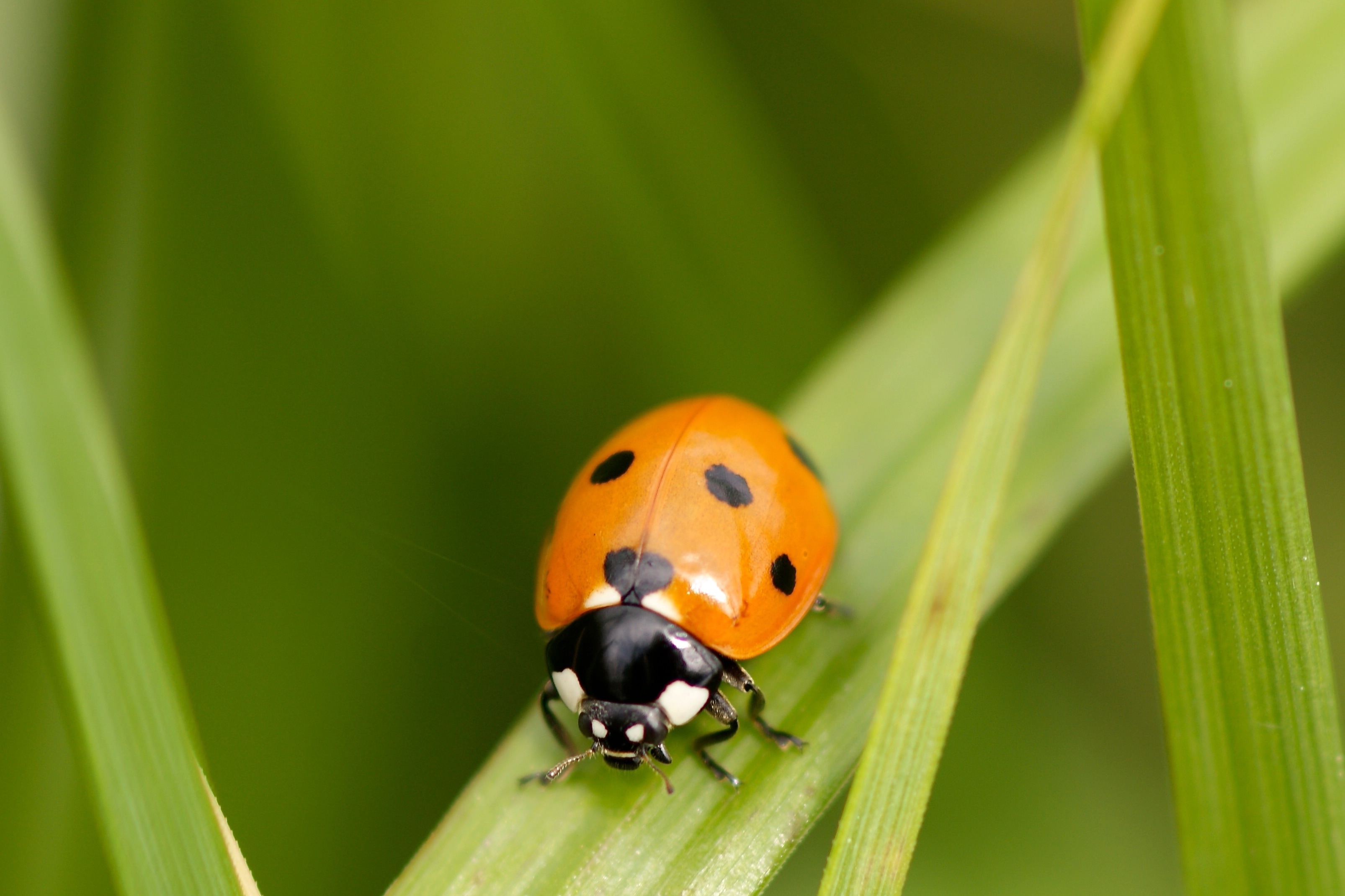 orange ladybug