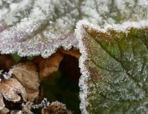 Crystals, Leaf, Hoarfrost, Cold, nature, cold temperature thumbnail