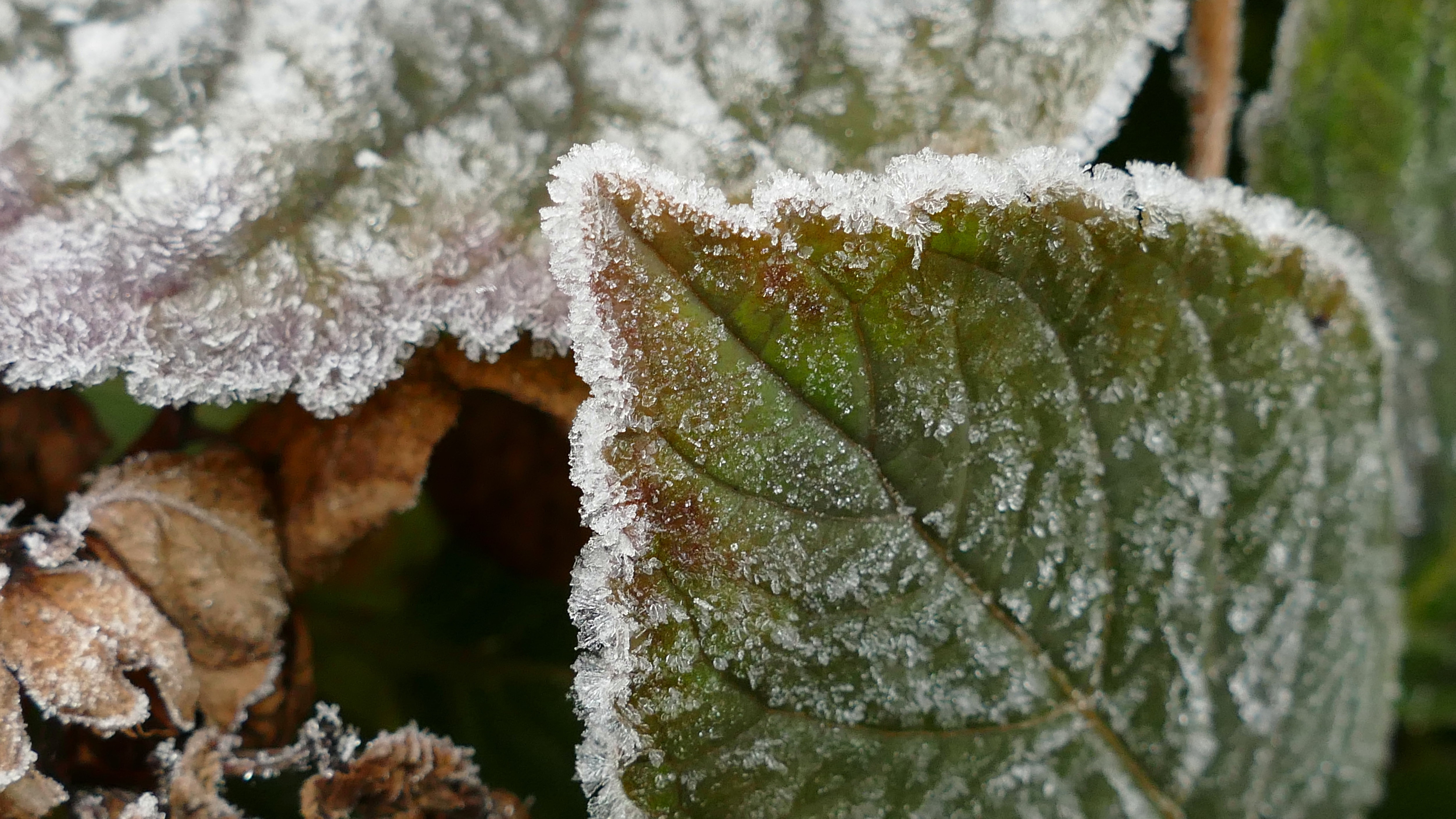 Crystals, Leaf, Hoarfrost, Cold, nature, cold temperature