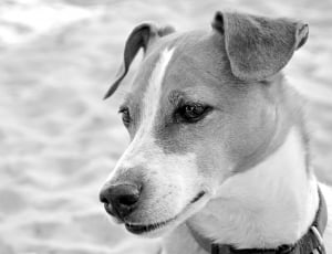 greyscale photo of short coated dog thumbnail