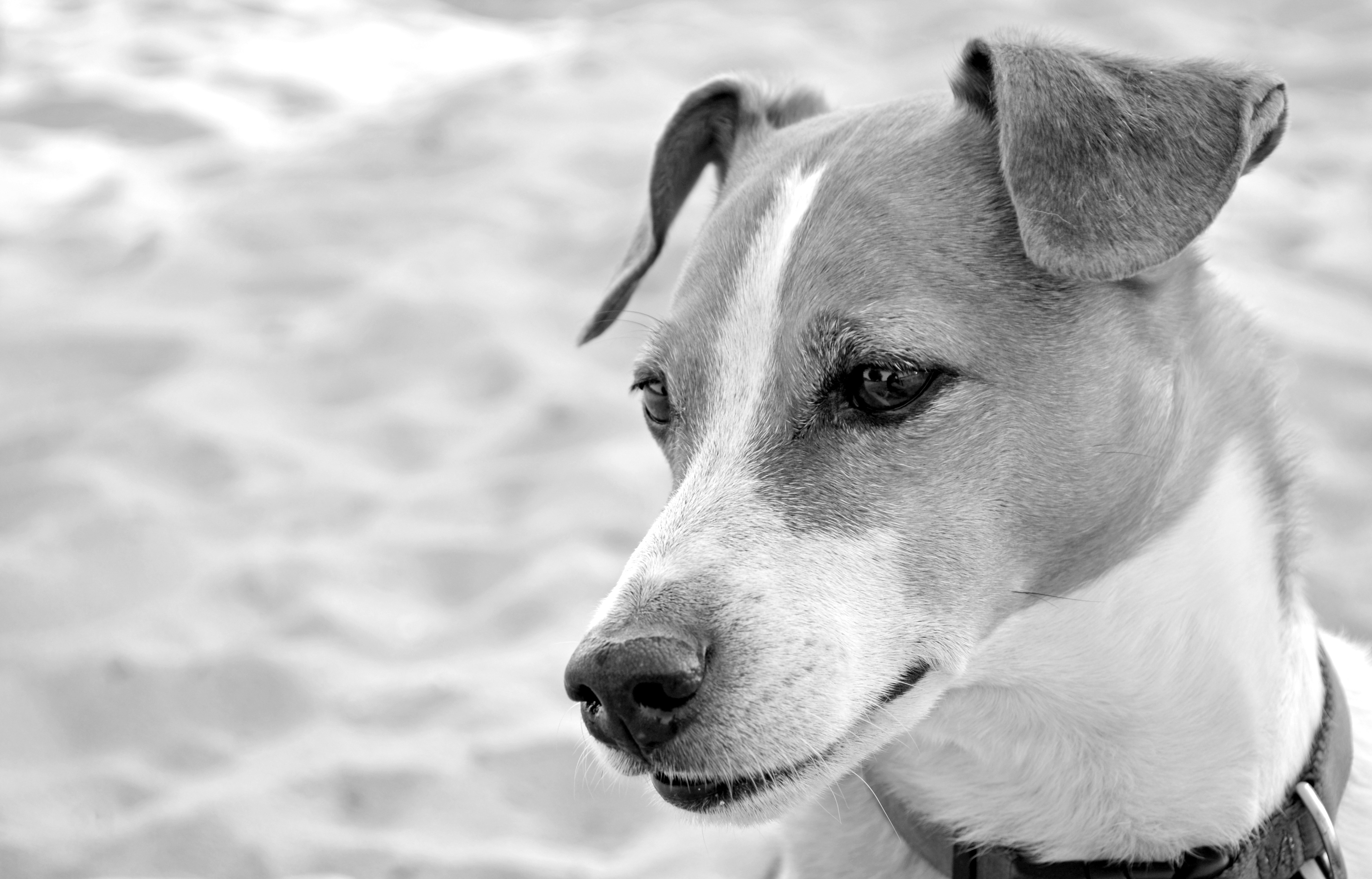greyscale photo of short coated dog
