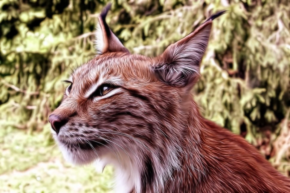 Kitten, Animals, Tomcat, Lynx, Cat, Pet, one animal, animal themes preview