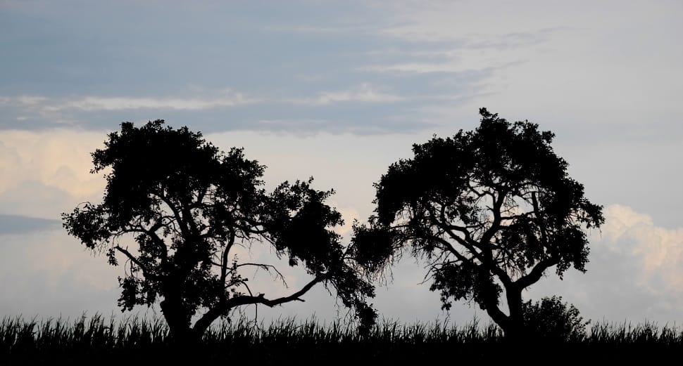 two trees on the grassland during dawn preview