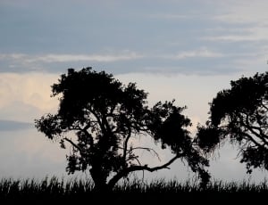 two trees on the grassland during dawn thumbnail