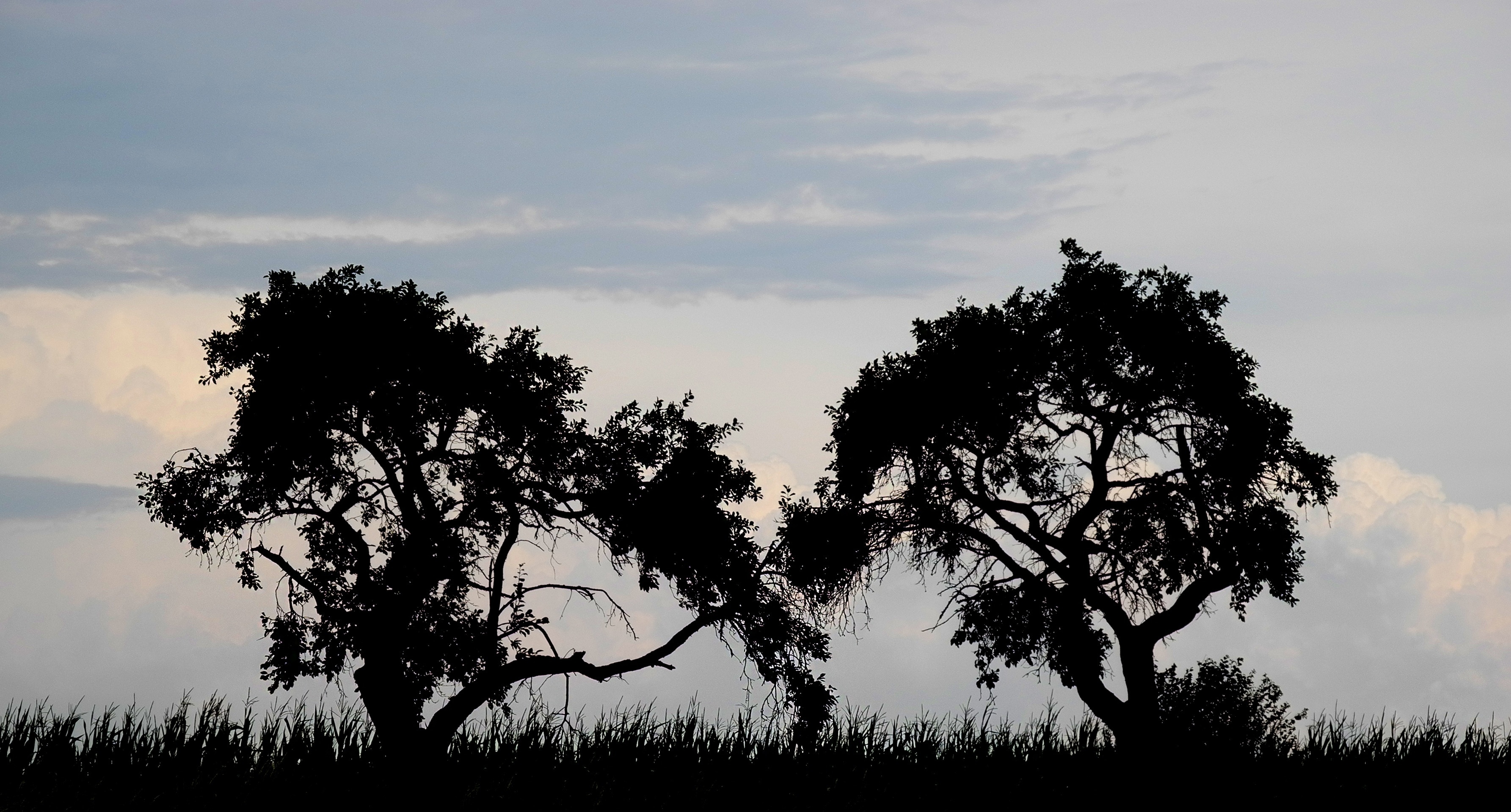 two trees on the grassland during dawn