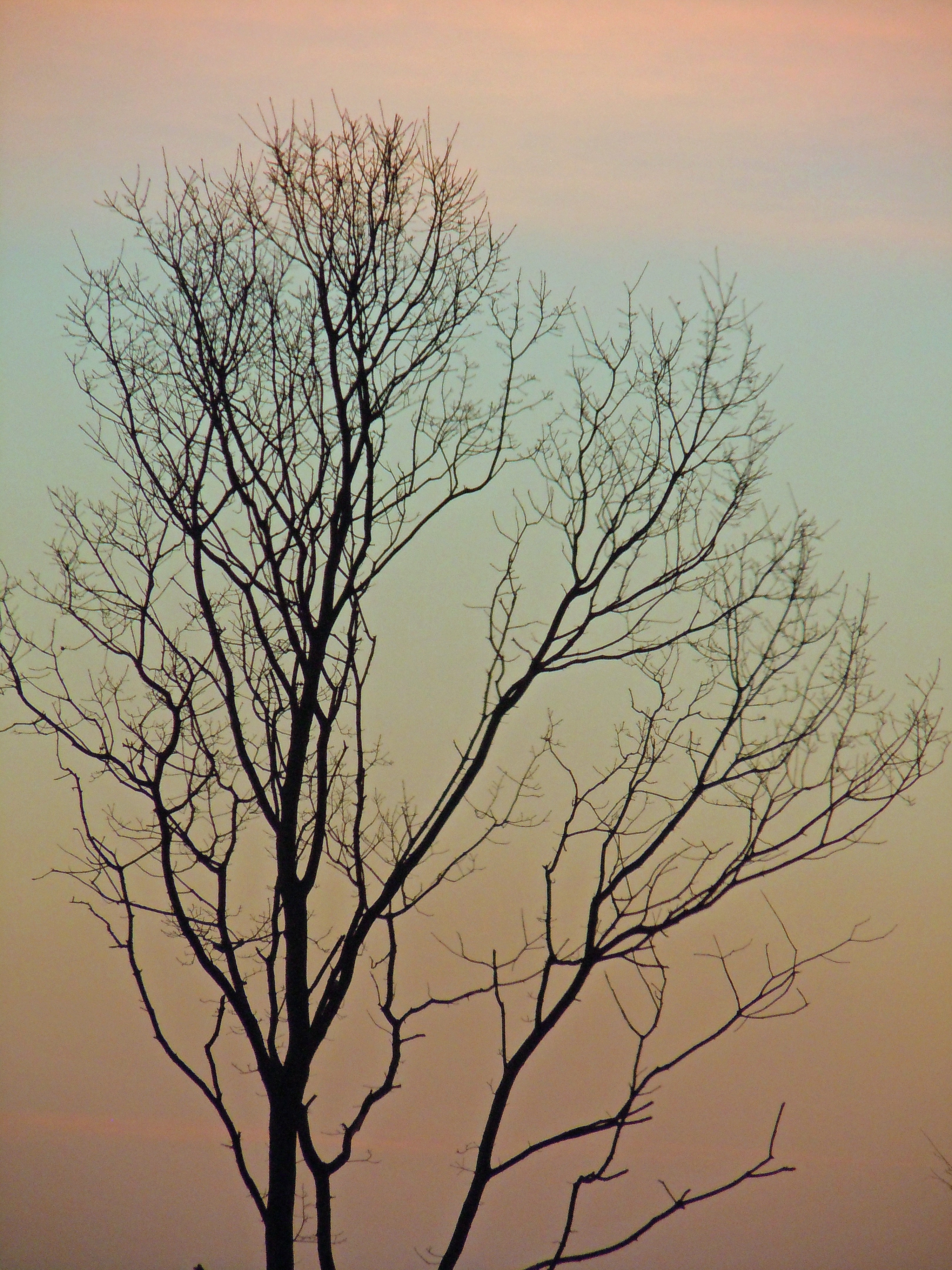 tree branch silhouette