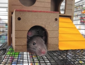 gray mouse in brown mouse house thumbnail
