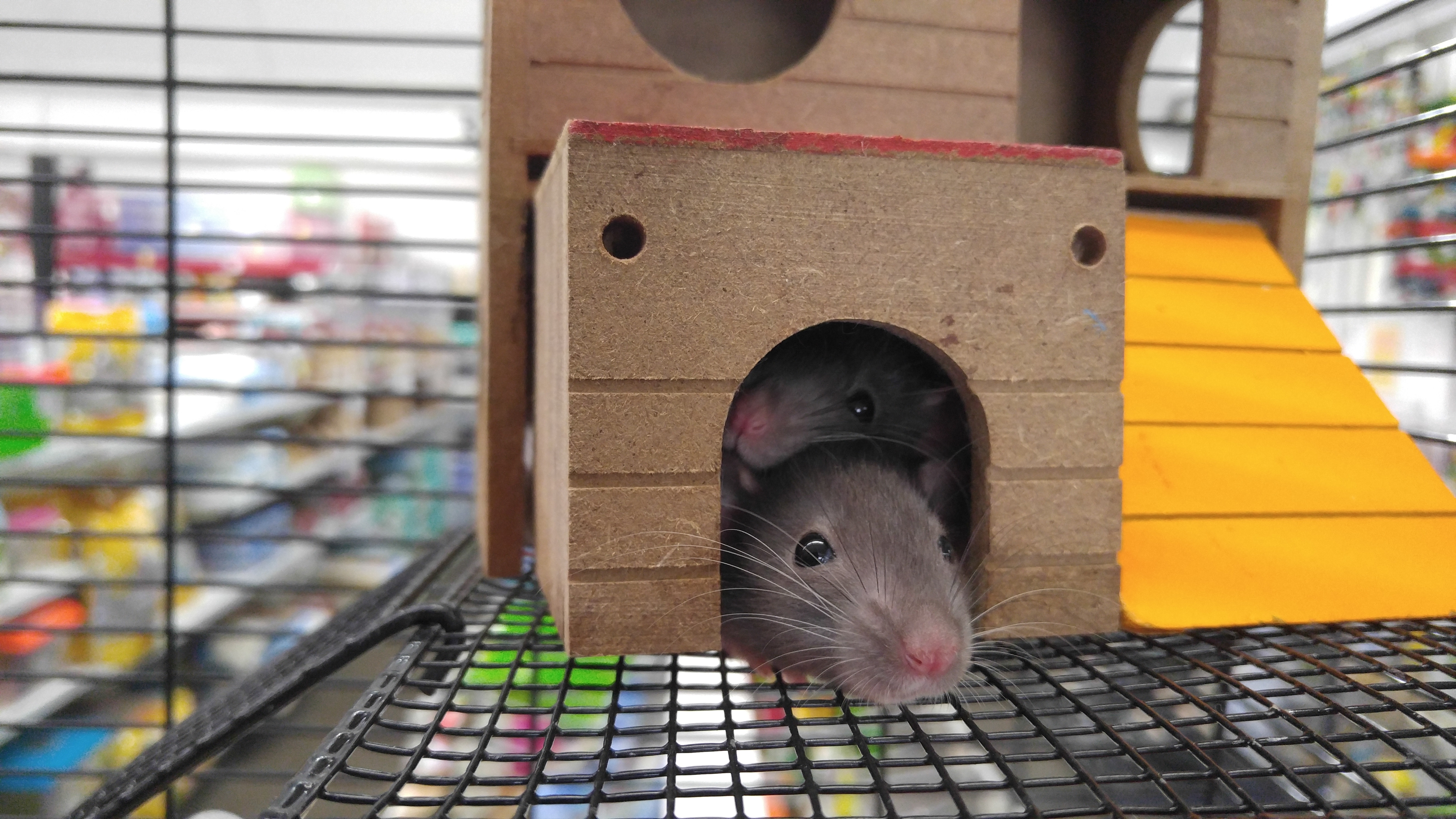 gray mouse in brown mouse house