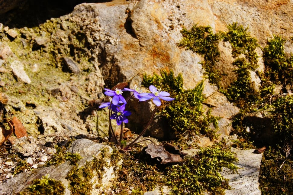 purple petal flower on brown rock preview