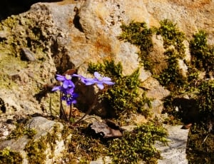 purple petal flower on brown rock thumbnail