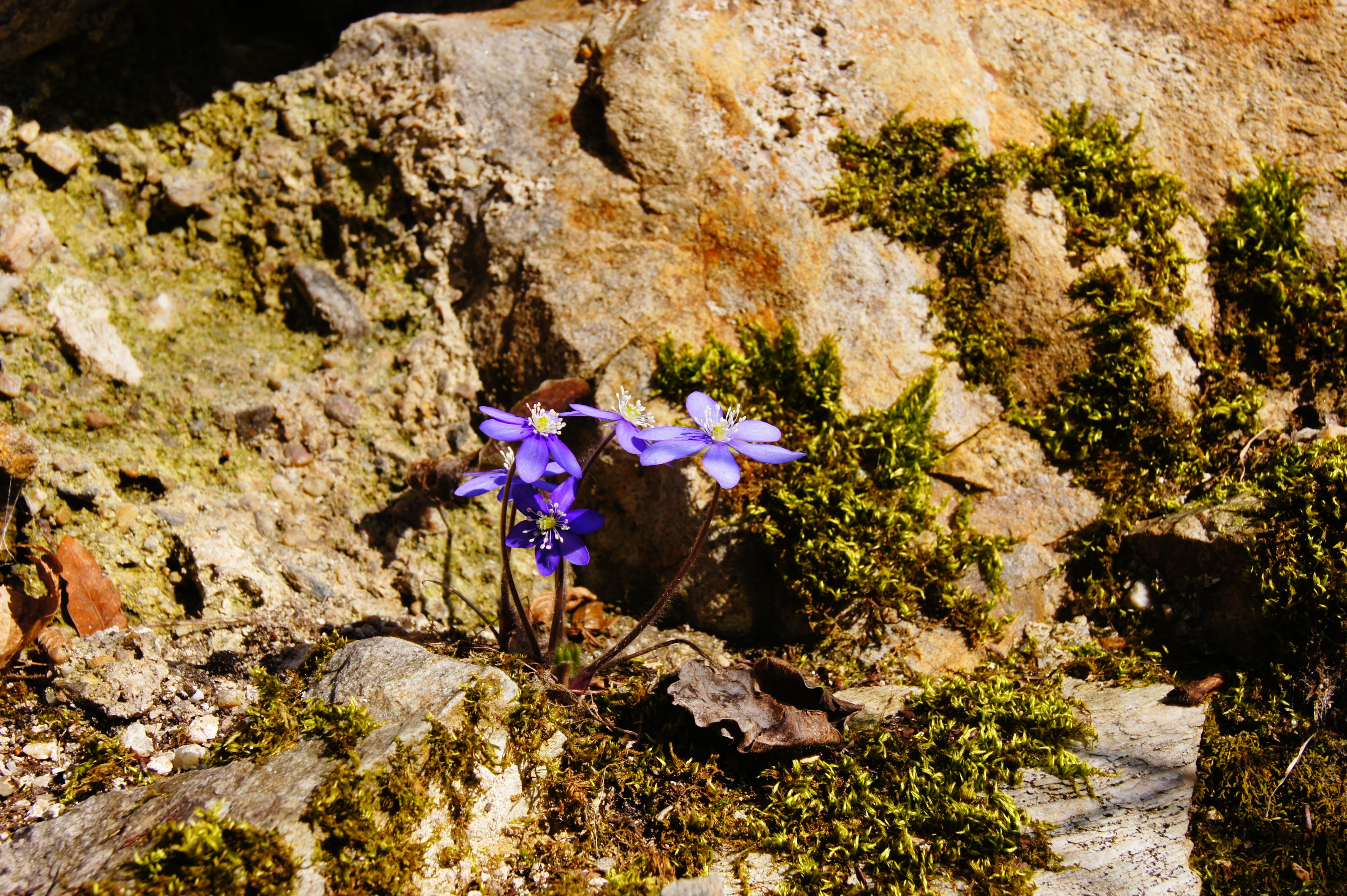 purple petal flower on brown rock