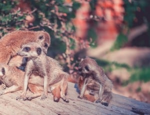 group of brown meerkats thumbnail