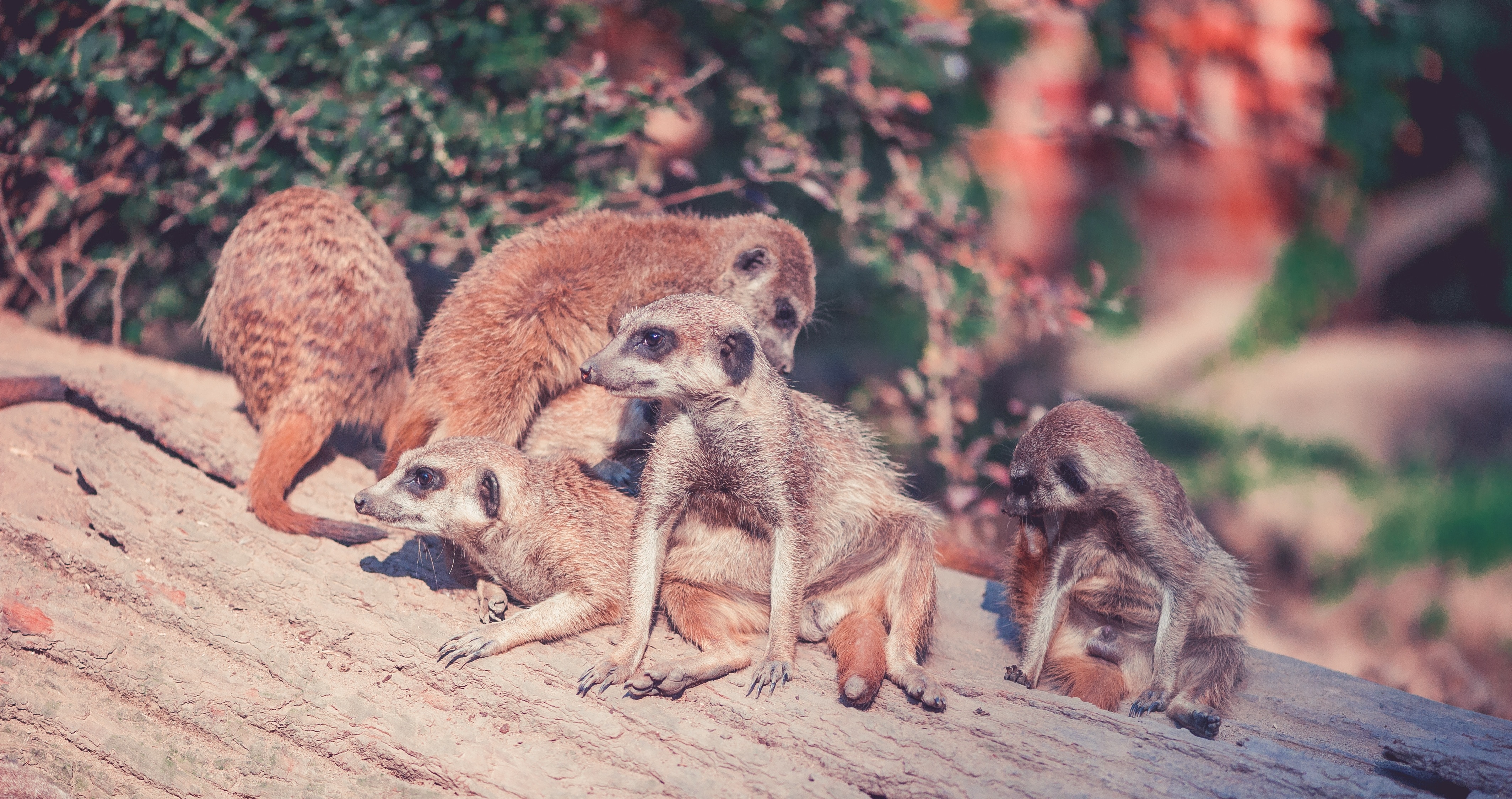group of brown meerkats