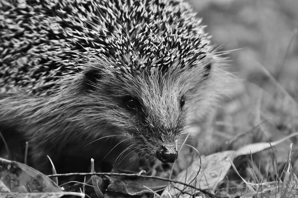 black and grey hedgehog preview
