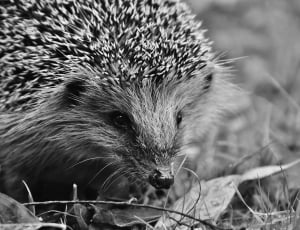 black and grey hedgehog thumbnail