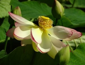 white and pink petals flower thumbnail