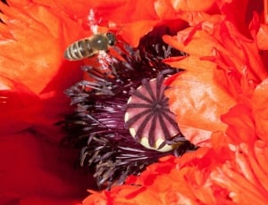 orange and purple flower with honeybee thumbnail