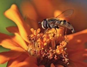 bee on orange flower thumbnail