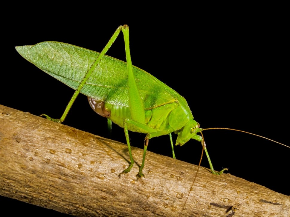 Grasshopper, Close, Green, one animal, insect preview