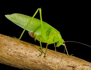 Grasshopper, Close, Green, one animal, insect thumbnail