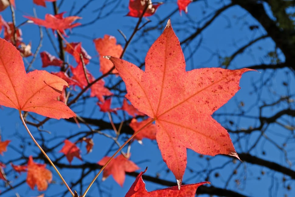 red maple leaf preview