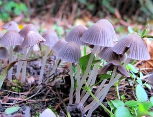 Edge Of The Woods, Nature, Mushrooms, mushroom, fungus thumbnail