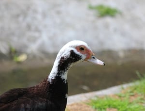 black and white duck thumbnail