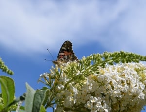 brown and black butterfly thumbnail