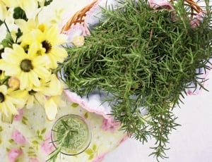 Healthy, Rosemary, Food, Herb, flower, green color thumbnail