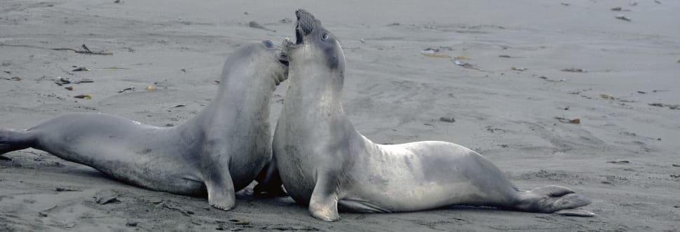 2 gray seals preview