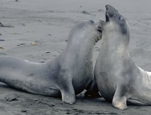 2 gray seals thumbnail