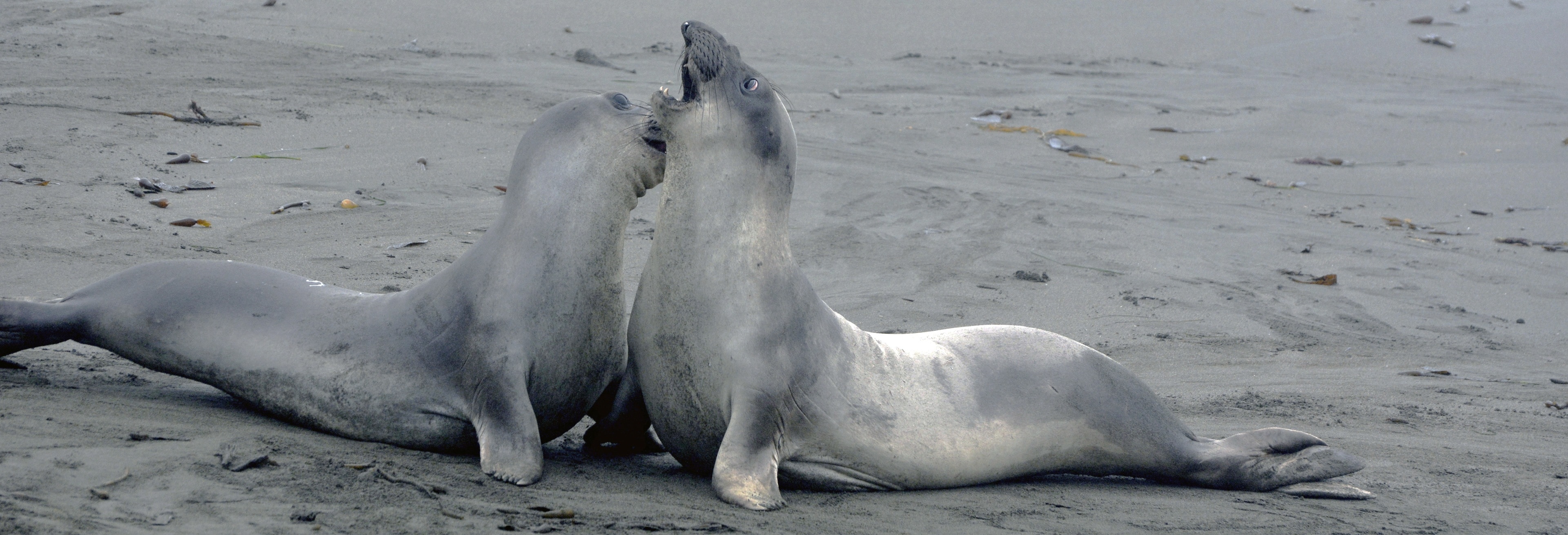2 gray seals