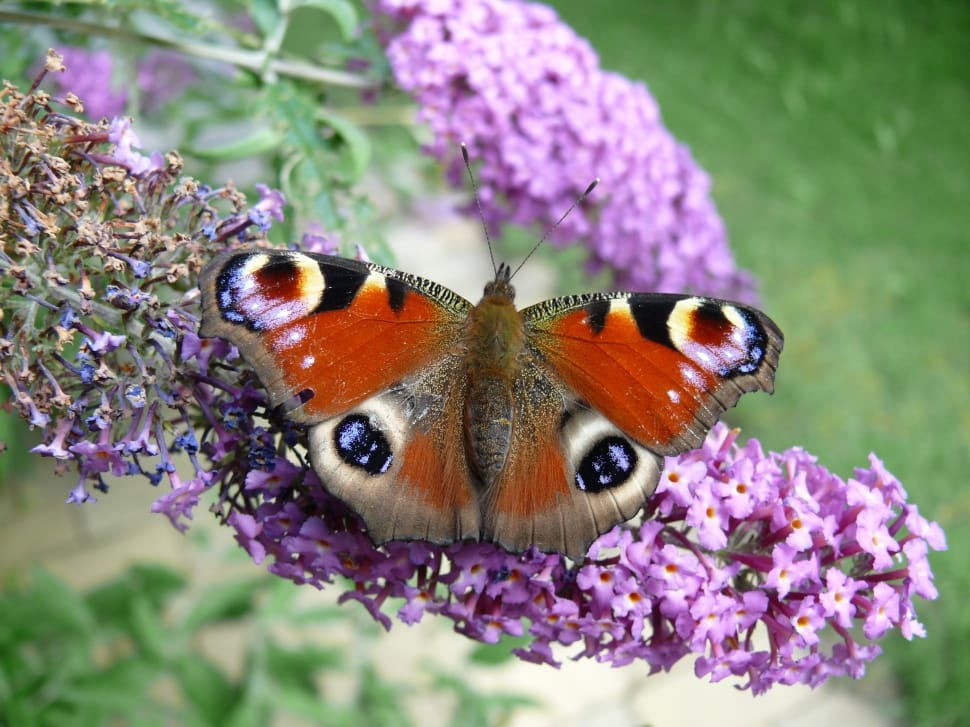 peacock butterfly preview