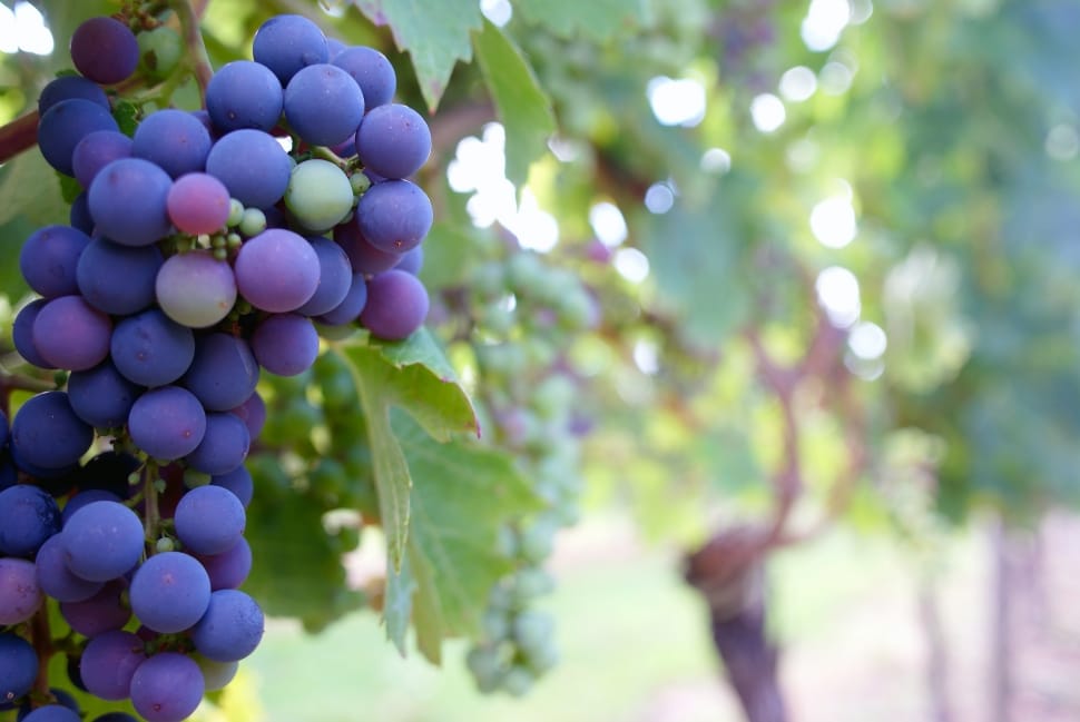shallow focus photography of blue grapes preview