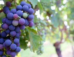 shallow focus photography of blue grapes thumbnail