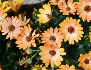 yellow flowers during daytime thumbnail