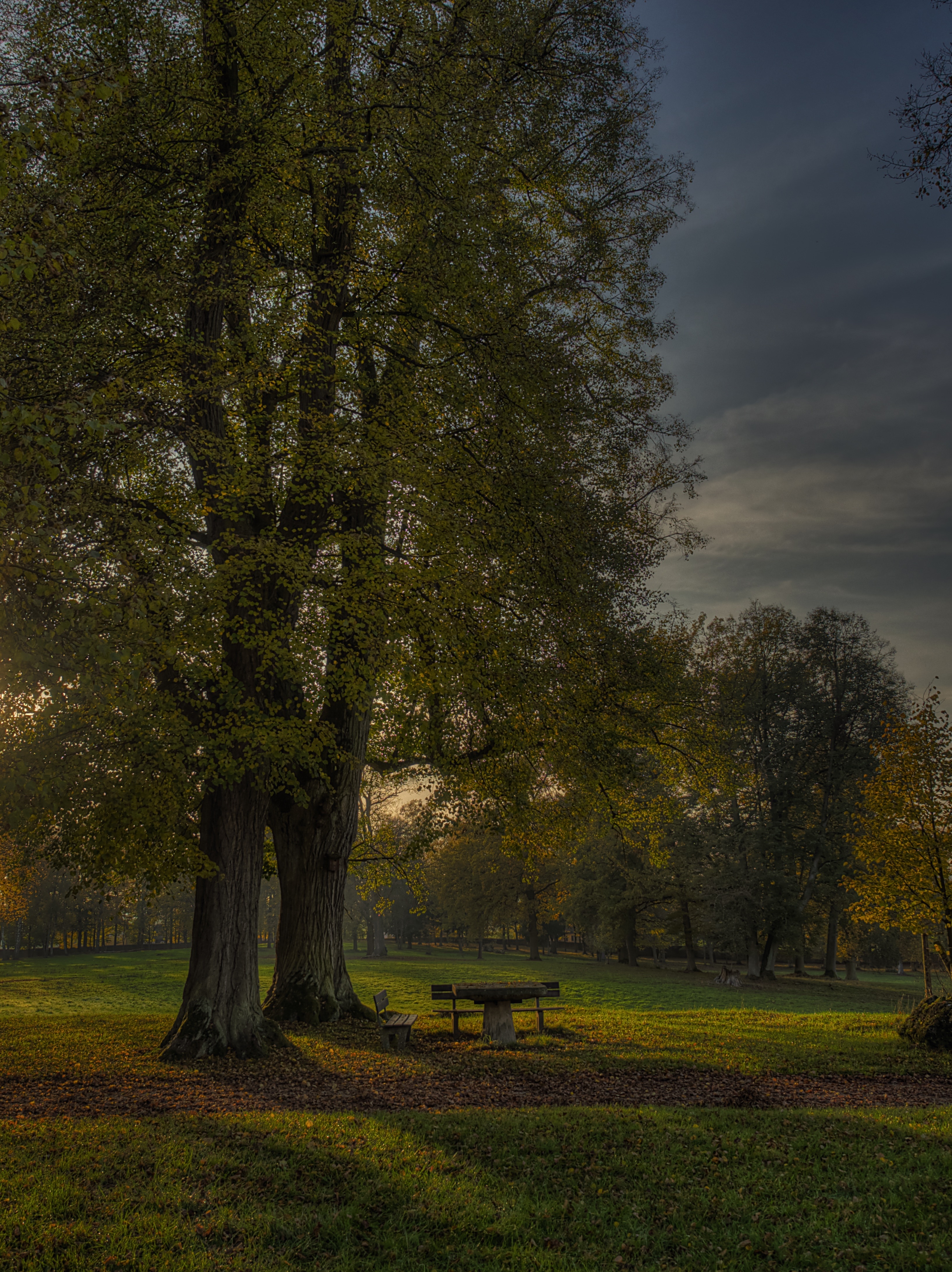 picnic table near trees on dawn