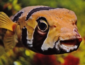 orange and brown puffer fish thumbnail
