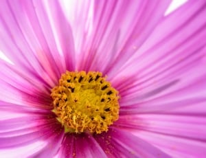 pink cosmos flower thumbnail