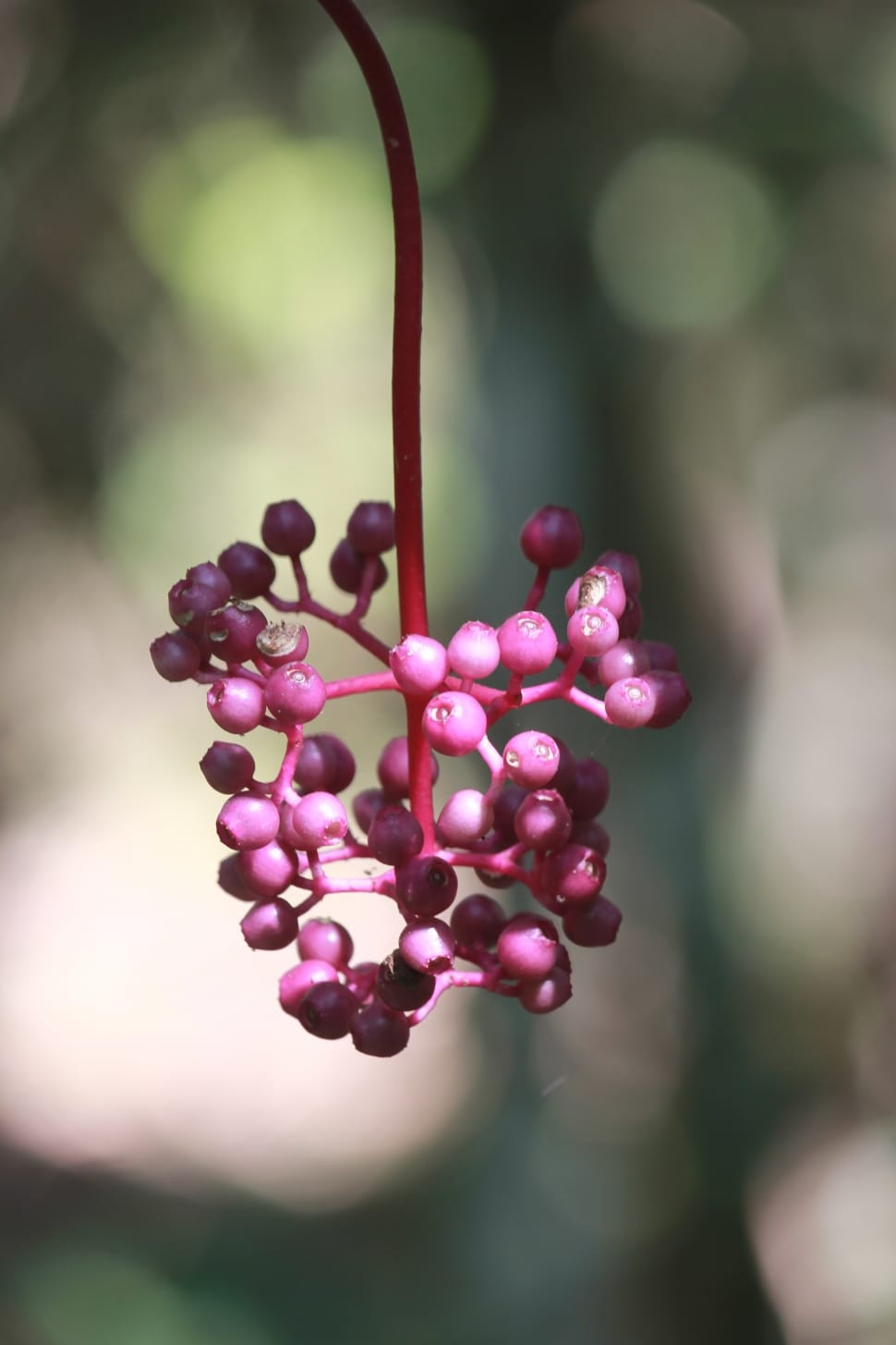red wild berry shallow depth photography preview