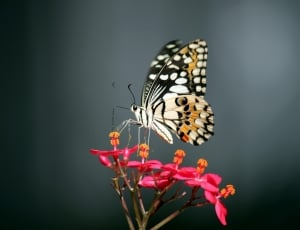black white and yellow butterfly thumbnail