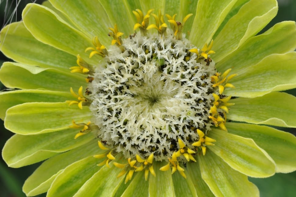 green and yellow petaled flower preview