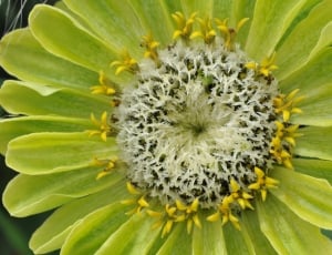 green and yellow petaled flower thumbnail