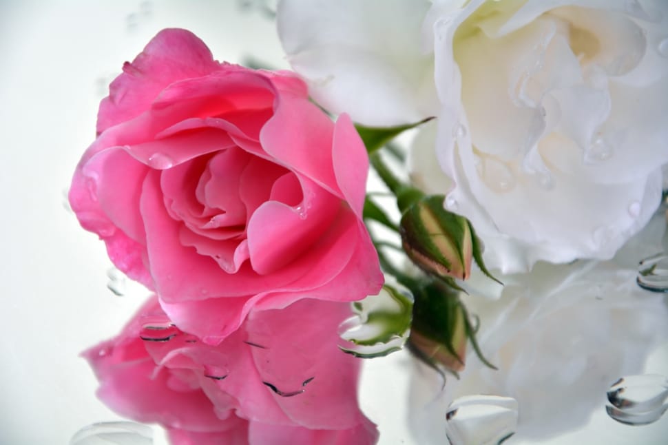pink and white roses preview