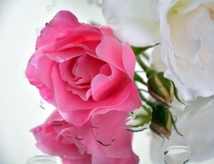 pink and white roses thumbnail