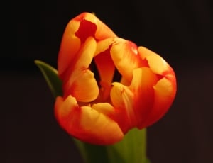 red and yellow tulip thumbnail