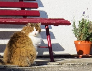 brown and white long fur cat near red metal bench thumbnail