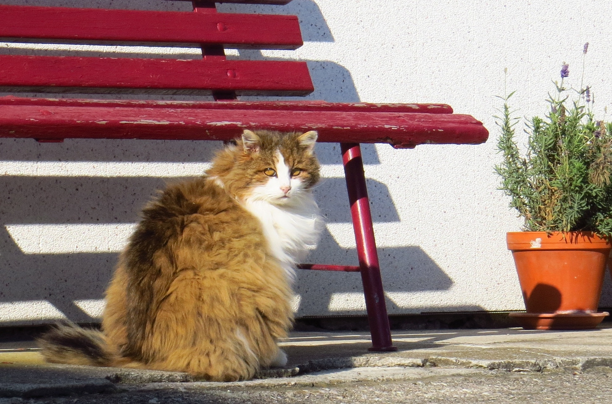 brown and white long fur cat near red metal bench