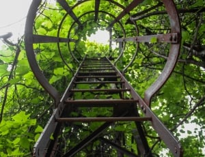 black metal ladder beside green leaf trees during daytime thumbnail
