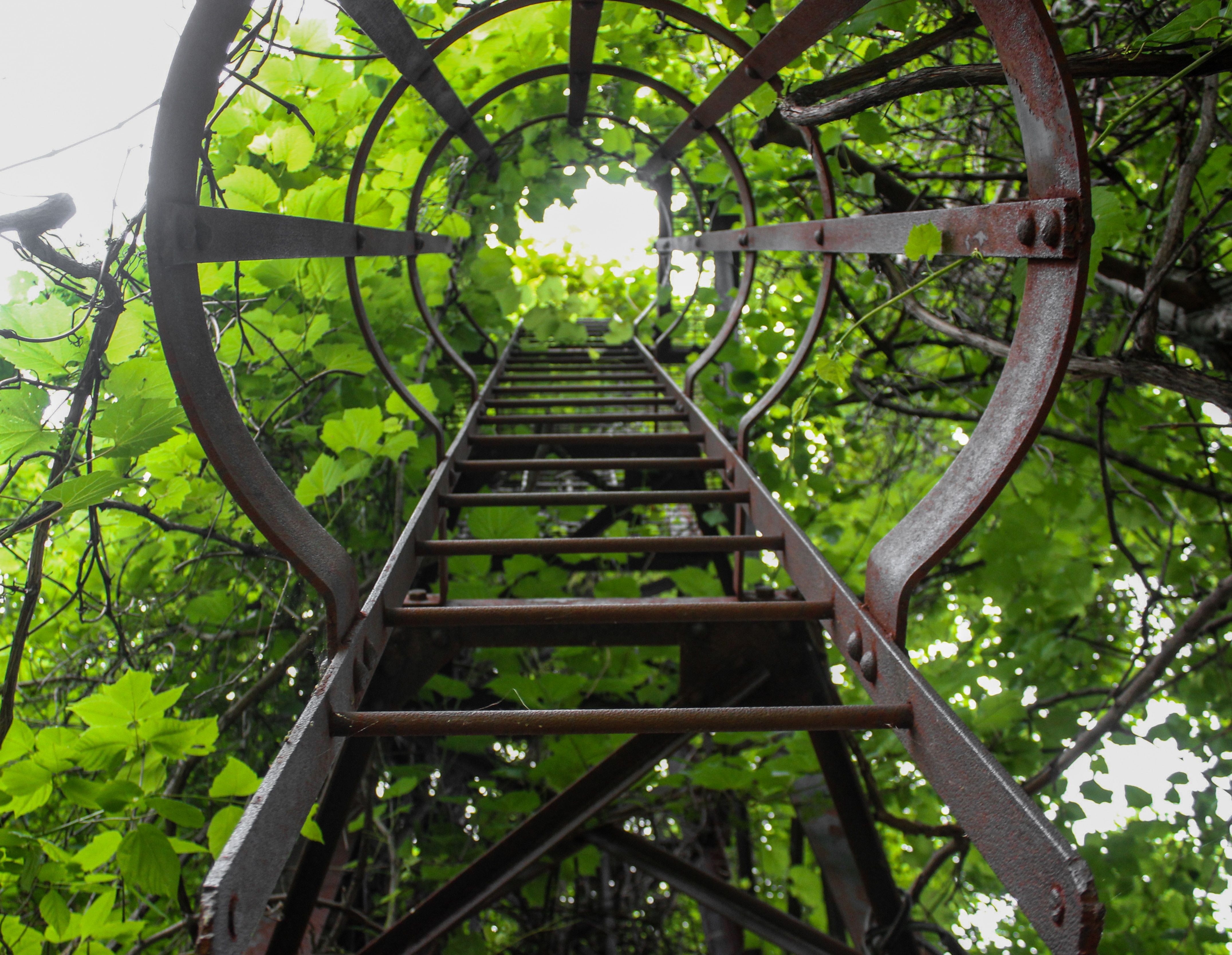 black metal ladder beside green leaf trees during daytime